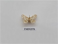 藏品(尺蛾74)的圖片